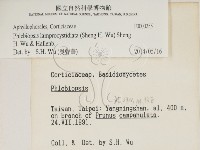 燈籠囊擬射脈菌藏品圖，第2張