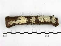 燈籠囊擬射脈菌藏品圖，第1張