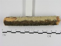 登錄號:F0000257藏品圖，第1張