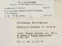 燈籠囊擬射脈菌藏品圖，第2張