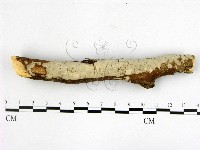 燈籠囊擬射脈菌藏品圖，第1張