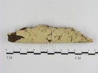 登錄號:F0000259藏品圖，第1張