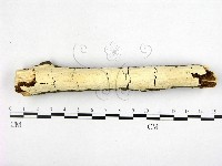 登錄號:F0000261藏品圖，第1張