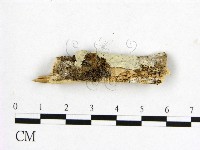 登錄號:F0000264藏品圖，第1張