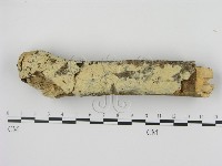 剛毛絲皮菌藏品圖，第1張