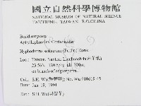 剛毛絲皮菌藏品圖，第2張