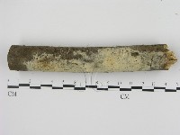 剛毛絲皮菌藏品圖，第1張