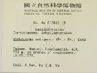 剛毛絲皮菌藏品圖，第2張