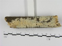 剛毛絲皮菌藏品圖，第3張