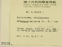剛毛絲皮菌藏品圖，第2張