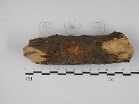 登錄號:F0000283藏品圖，第1張