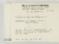 冇骨消絲齒菌藏品圖，第2張