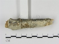 冇骨消絲齒菌藏品圖，第3張