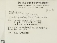 冇骨消絲齒菌藏品圖，第2張