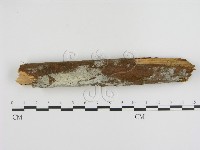 登錄號:F0000295藏品圖，第1張