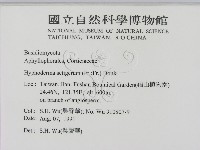 剛毛絲皮菌藏品圖，第2張