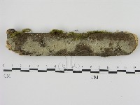 剛毛絲皮菌藏品圖，第1張