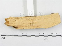登錄號:F0000297藏品圖，第5張