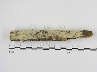 剛毛絲皮菌藏品圖，第3張