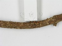 登錄號:F0000304藏品圖，第3張