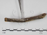 登錄號:F0000312藏品圖，第3張