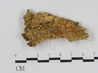 登錄號:F0000313藏品圖，第1張
