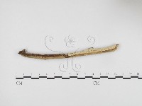 登錄號:F0000314藏品圖，第1張