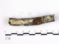 登錄號:F0000316藏品圖，第1張
