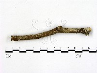 刺皮菌屬藏品圖，第1張