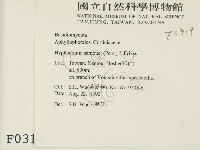 冇骨消絲齒菌藏品圖，第2張