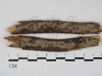 登錄號:F0000321藏品圖，第1張