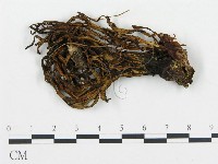 登錄號:F0000324藏品圖，第1張