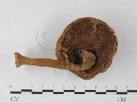 登錄號:F0000326藏品圖，第3張