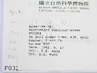 盔孢傘屬藏品圖，第2張