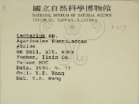 乳菇屬藏品圖，第2張
