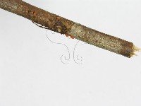 登錄號:F0000330藏品圖，第5張