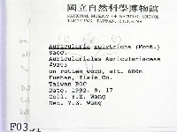 毛木耳藏品圖，第2張
