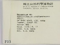 小皮傘屬藏品圖，第2張