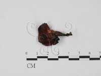 登錄號:F0000335藏品圖，第1張