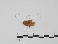 登錄號:F0000337藏品圖，第1張