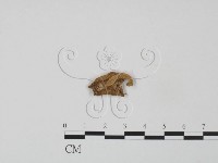 登錄號:F0000337藏品圖，第3張