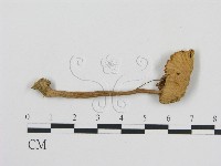 登錄號:F0000338藏品圖，第1張