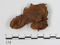 登錄號:F0000339藏品圖，第1張