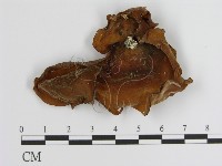 登錄號:F0000339藏品圖，第3張