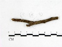 登錄號:F0000340藏品圖，第1張