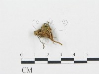 登錄號:F0000341藏品圖，第1張
