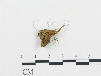 登錄號:F0000341藏品圖，第3張