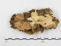 登錄號:F0000346藏品圖，第4張