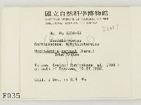 冇骨消絲齒菌藏品圖，第2張