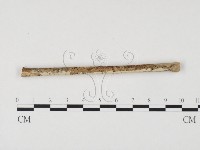 冇骨消絲齒菌藏品圖，第3張